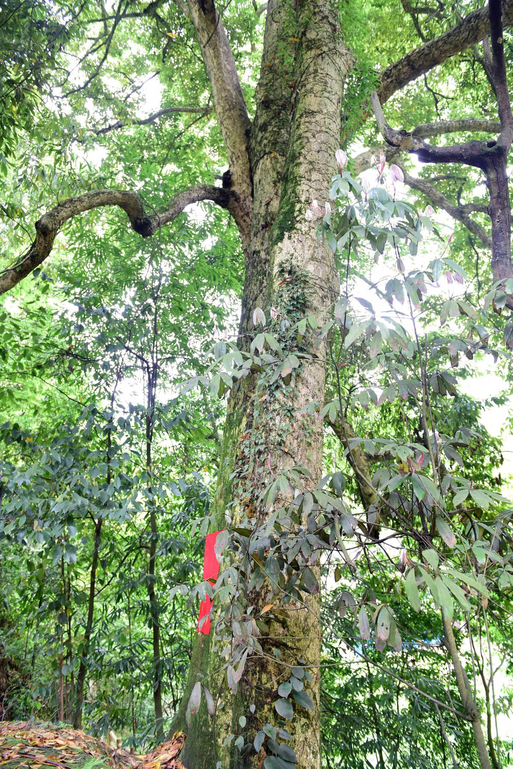 致敬湖北，领导与同胞的团结之声